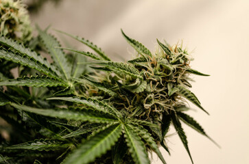 weed in flowering to cannabis club so high