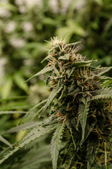 weed in flowering to cannabis club so high