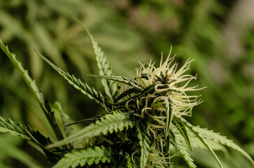 weed in flowering to cannabis club so high
