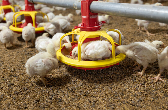 Chicken automatic feeding in close farm, temperature and light control , Thailand.