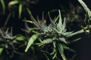 weed in flowering to cannabis club so high