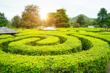 Green plant maze wall .Labyrinth maze garden. A spiral movement build from the vine is creep and sticking on the wall with pavilion, sunlight and isolated white background in the park.