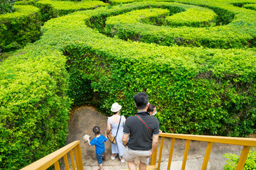 Soft focus of green plant maze wall with tourist.Labyrinth maze garden. A spiral movement build...