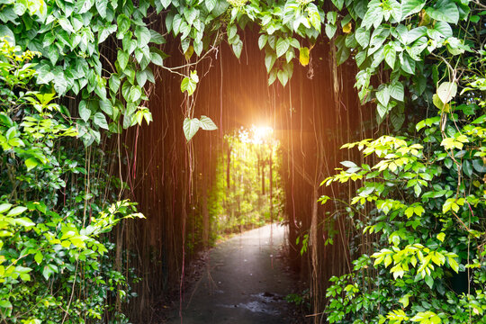 Javanese Tree bine or Grape Ivy, Tree tunnel arch with climbing or ivy plant and light at the end of the tunnel at the garden park.  tree bend or curve to archway entrance of the garden.