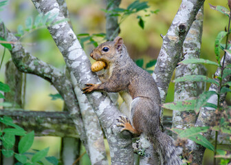 Naklejka na ściany i meble squirrel on a tree with nuts in his mouth 