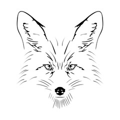 Engraved illustration of Fox. Vector