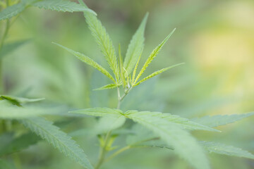 Background cannabis macro photo of marijuana bud under the microscope, Cannabis plant for study in laboratory.
