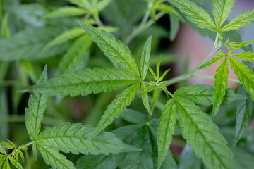 Background cannabis macro photo of marijuana bud under the microscope, Cannabis plant for study in laboratory.