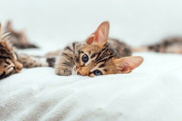 Little bengal kitten on the white fury blanket