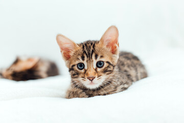 Little bengal kitten on the white fury blanket