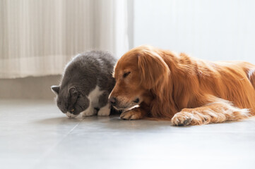 Golden retriever and british shorthair lying on the floor