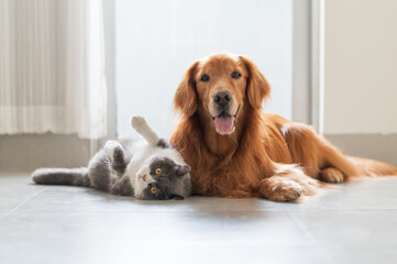 Golden retriever and british shorthair lying on the floor - Powered by Adobe