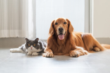 Golden retriever and british shorthair lying on the floor