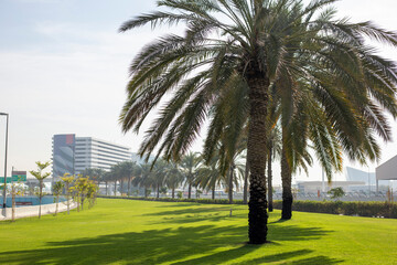 Dubai cityscape with big palm tree and sky scratchers