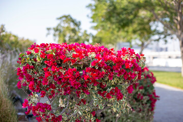Big bush of red bougainvillea in the parck. Blooming bougainvillea