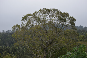trees in the forest