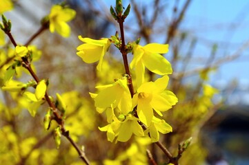 yellow flowers in spring