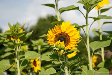 An orange-yellow sunflower with a brown face blooming in a sunflower field.