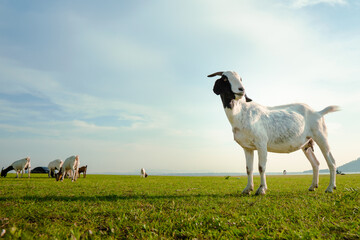 goat standing on meadow in evening time,summer,mammal in nature,blue sky,country side