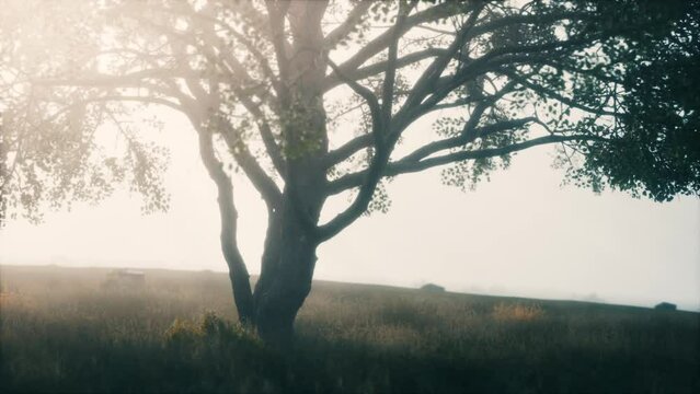 African landscape with a beautiful big tree
