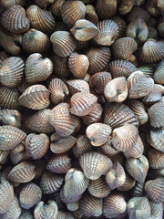 Fresh cockles prepared on background.
