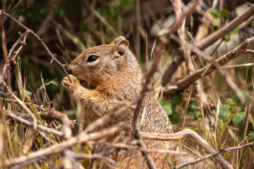 Squirrel Eating in utah desert canyon 