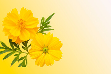 yellow flowers cosmos arrangement flat lay postcard style on background yellow