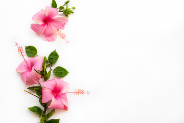 pink flowers hibiscus local flora of asia arrangement flat lay postcard style on background white 