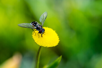 A Honey Fly on Yellow Button Flower