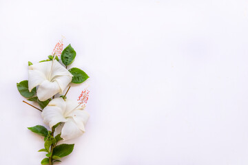 white flowers hibiscus local flora of asia arrangement flat lay postcard style on background white 