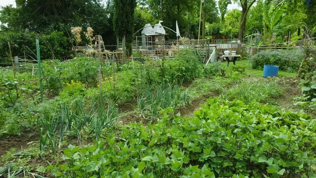 Moving shot of Centella Asiatica and plants in the park with tables