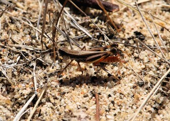 Common Macratona (Macrotona australis). Australian native insect.