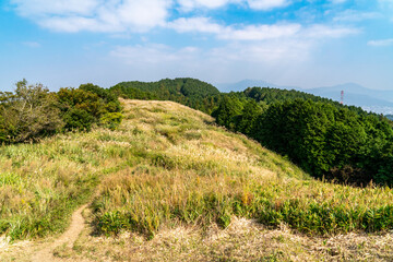 Japanese pampas grass - Miscanthus sinensis - are in hill of Fukuoka prefecture, JAPAN.