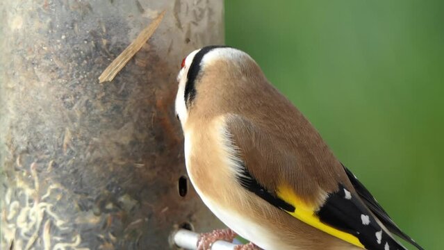 A European Goldfinch feeding at a bird table in Ireland 