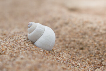 Close-up of an old snail shell on river sand.