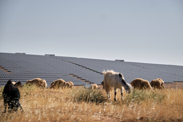 Selective focus photo of grassing sheeps and solar panels background in agricultural field. Renawable energy concept idea.