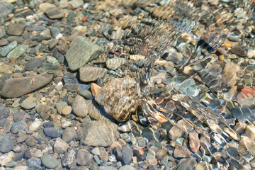 綺麗な川の流れ