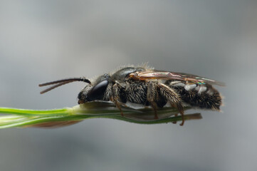 Bee close-up shot sleeping on the stick
