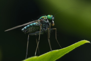 Close up shot of Long-leg fly eating meal