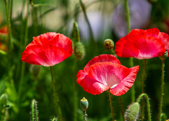 Fototapeta premium Opium poppy