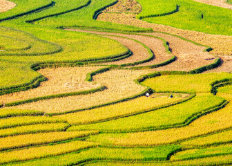 Terraced fields at harvest time in Northern, Vietnam.
