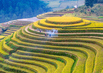 Terraced fields at harvest time in Northern, Vietnam.