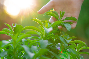 Stevia collection. Hand plucks stevia in the rays of the bright sun. Stevia rebaudiana on blurred green garden background.Alternative Low Calorie Vegetable Sweetener  - obrazy, fototapety, plakaty
