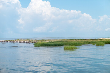 Louisiana Brackish Water Coastal Marsh and Birds