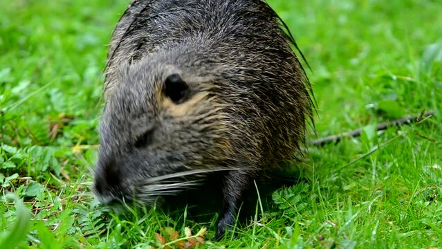Coypu (myocastor coypus) also known as nutria eating green plants at riverside in the countryside