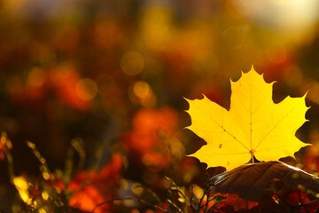 Autumn time. leaf on blurred autumn forest background in bright sunlight. Autumn orange natural plant background in warm tones.Autumn season.Beautiful nature wallpaper in warm colors