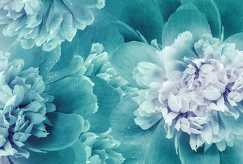 Turquoise    peony  flowers  and petals peonies   Floral background.  Close-up. Nature. © nadezhda F