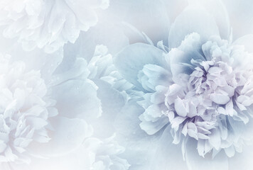 Blue  peony  flowers  and petals peonies   Floral background.  Close-up. Nature. © nadezhda F