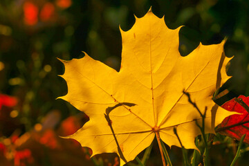 Autumn maple leaf on blurred autumn forest background in bright sunlight. Autumn orange natural plant background.Beautiful nature wallpaper in warm colors 