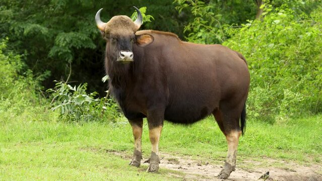 Gaur or Indian bison in the field